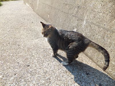 福浦岸壁の猫たち 釣り人が釣ったアジやサバを狙ってる 愛しなつかし 横浜市金沢区並木シーサイドタウン団地